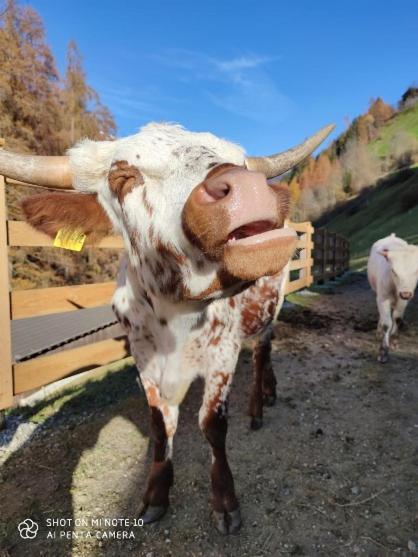 Texas Longhorn Ranch Neumannhof Daire Cadipietra Dış mekan fotoğraf