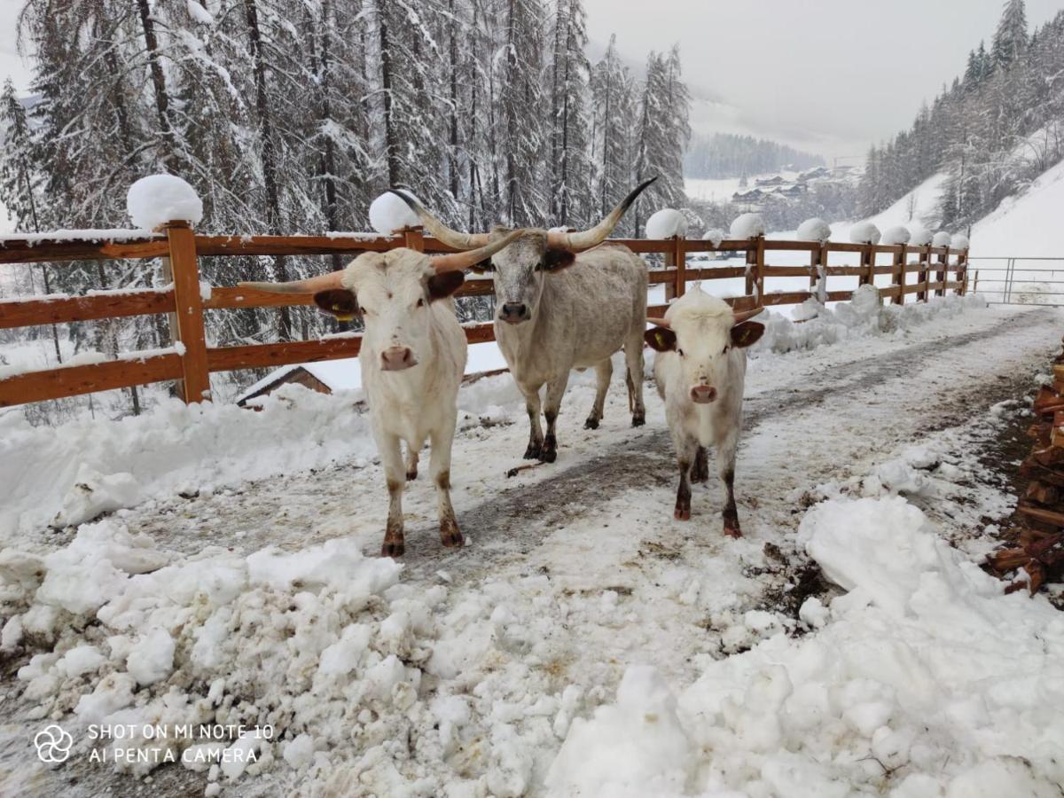 Texas Longhorn Ranch Neumannhof Daire Cadipietra Dış mekan fotoğraf