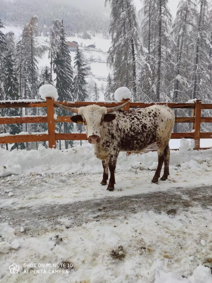 Texas Longhorn Ranch Neumannhof Daire Cadipietra Dış mekan fotoğraf